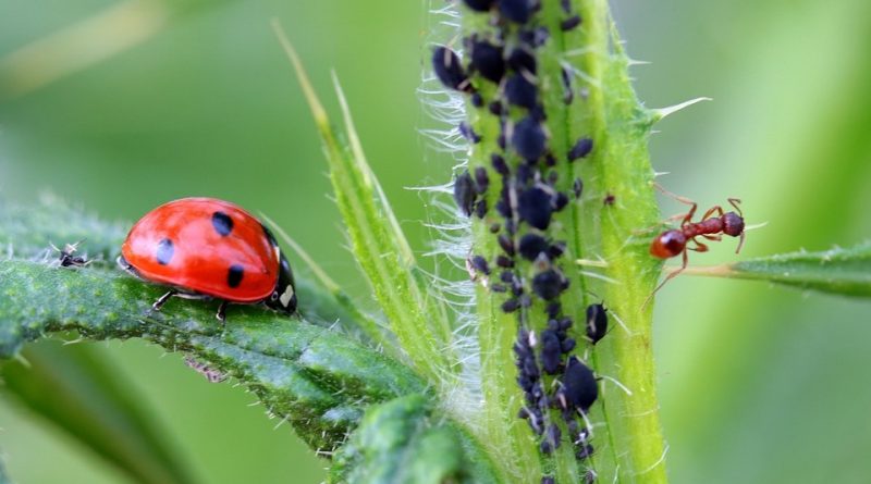 Coccinella septempunctata