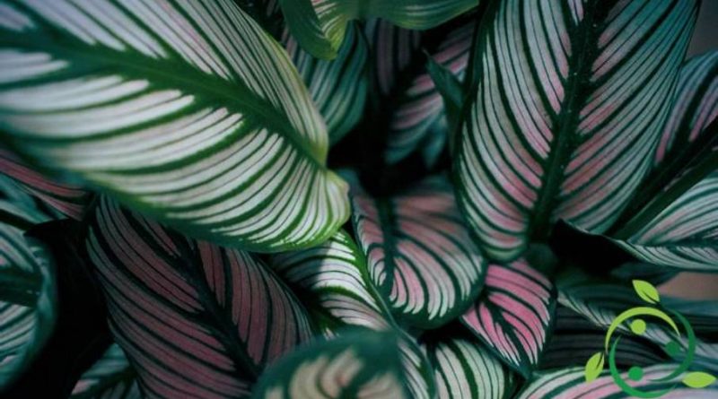 Come coltivare la Calathea