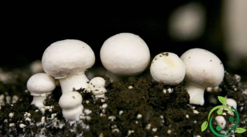 Come coltivare i funghi prataioli