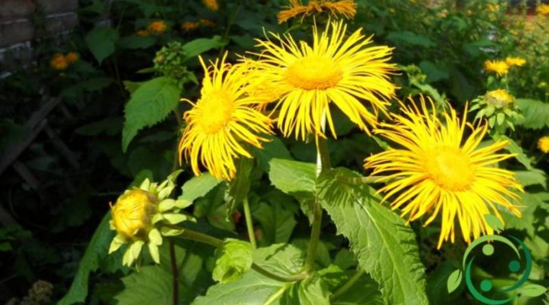 Come coltivare l’Enula campana