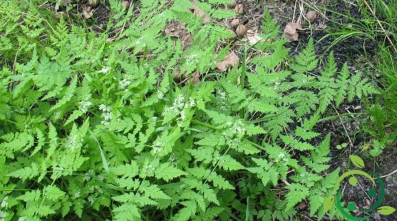 Come coltivare la Finocchiella