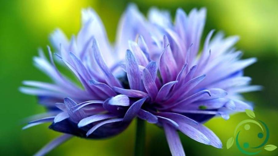 How to grow Cornflower technique in pots and in the garden