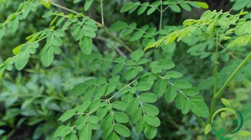 Come coltivare la Moringa