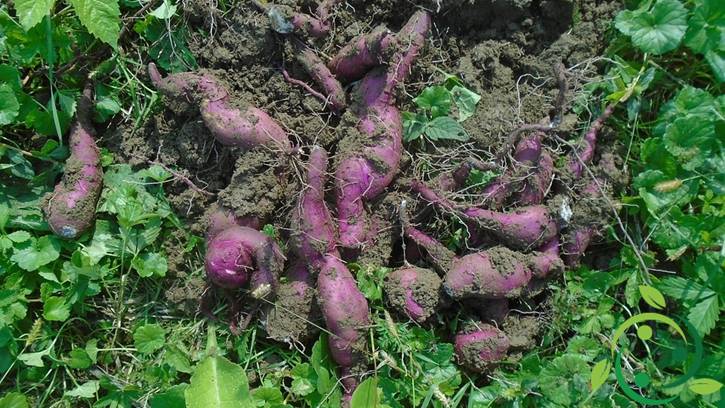 Come coltivare la batata