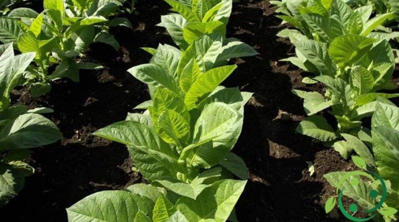 Come coltivare il tabacco