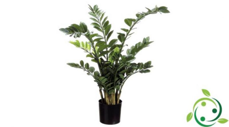 Come coltivare la Zamioculcas in casa