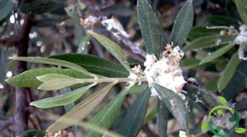 Lotta biologica al Cotonello dell’olivo
