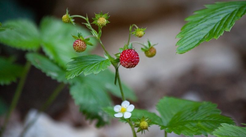 Fragaria vesca