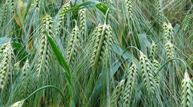 Hordeum vulgare