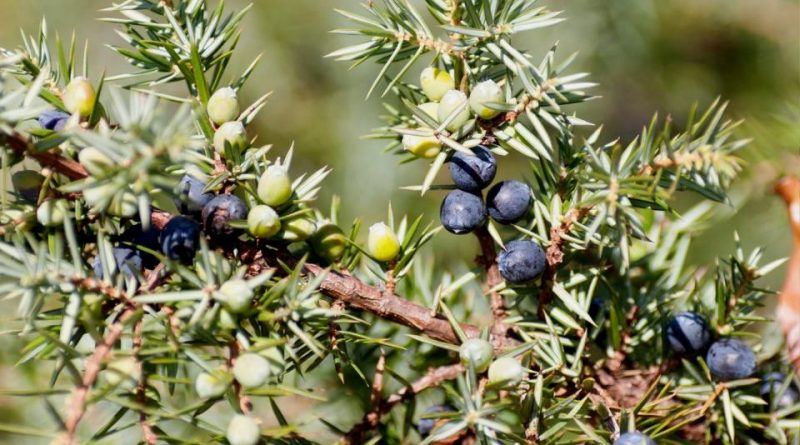 Juniperus communis