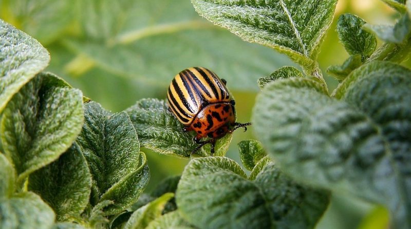 Leptinotarsa decemlineata