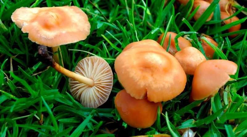 Marasmius oreades.