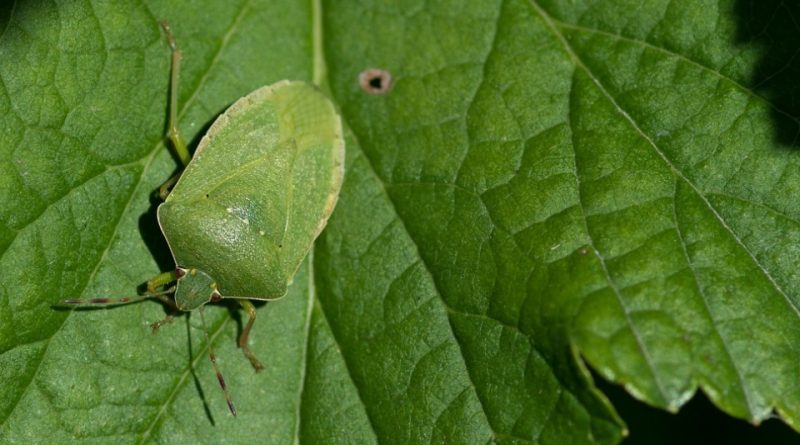 Nezara viridula