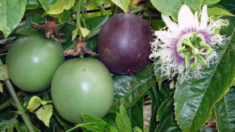 Italiano) Passiflora edulis: Sistematica, Etimologia, Habitat, Coltivazione  ...