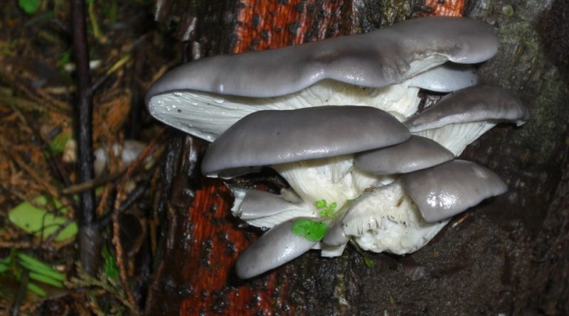 Pleurotus ostreatus