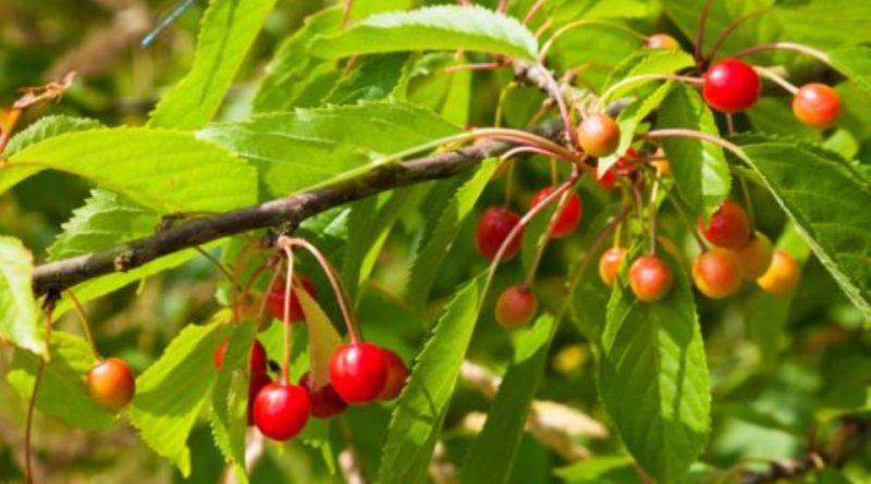 Prunus avium