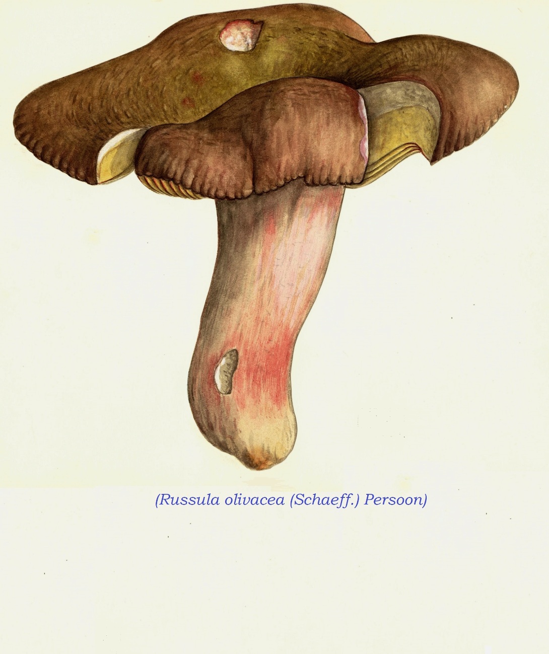 Russulaceae Russula olivacea: Systematics, Etymology, Habitat, Description ...