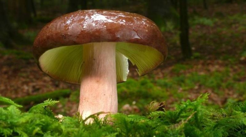 Russula olivacea