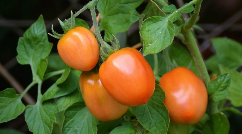 Solanum lycopersicum