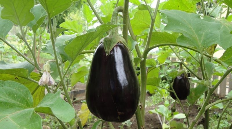 Solanum melongena