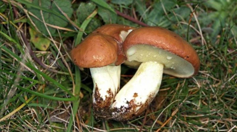 Suillus granulatus