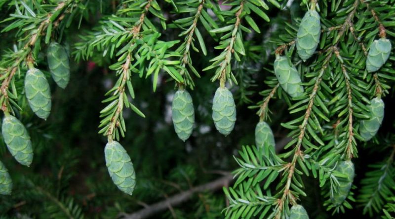 Tsuga canadensis