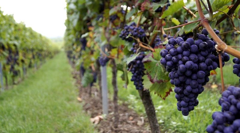 Italiano) Vitis vinifera: Sistematica, Etimologia, Habitat, Coltivazione,  Varietà