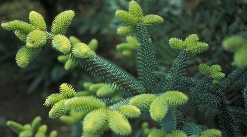 Abies pinsapo