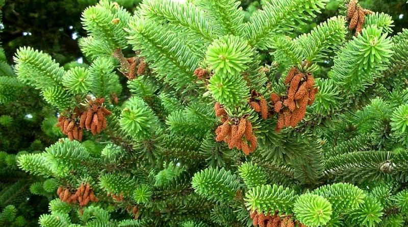 Abies cephalonica