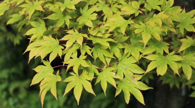 Acer palmatum