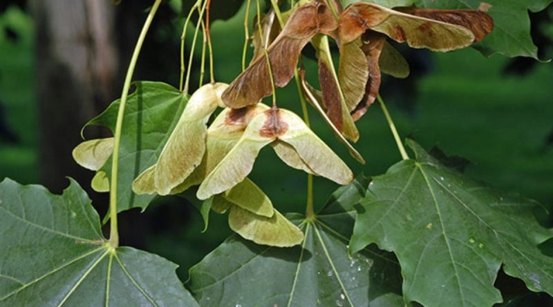 Acer platanoides