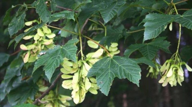 Acer pseudoplatanus