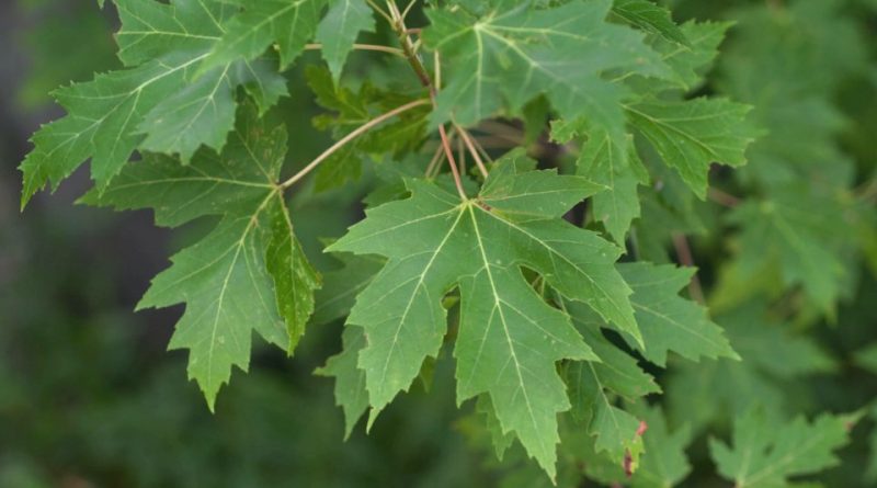 Acer saccharinum