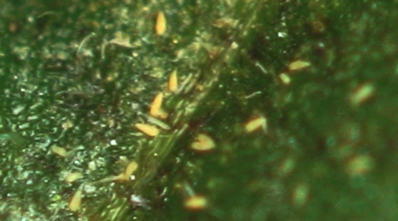 Aculops lycopersici