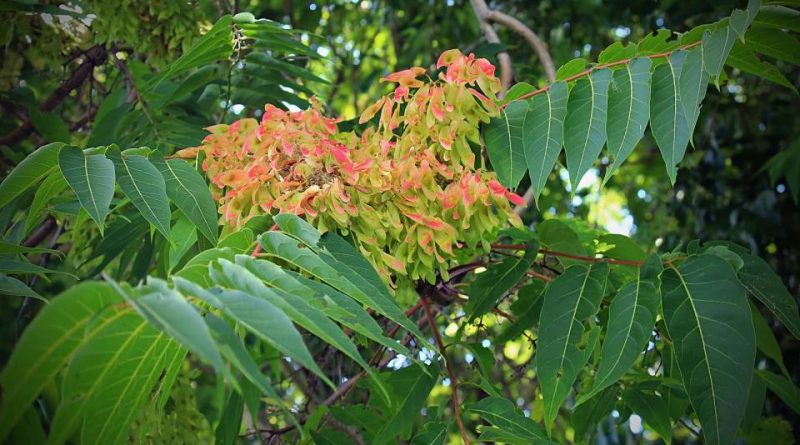 Ailanthus altissima