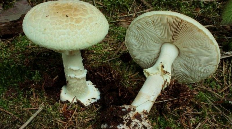 Amanita citrina