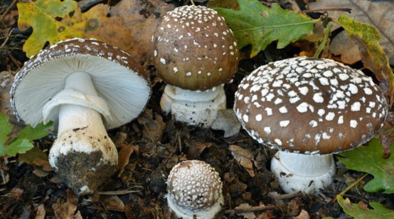 Amanita pantherina