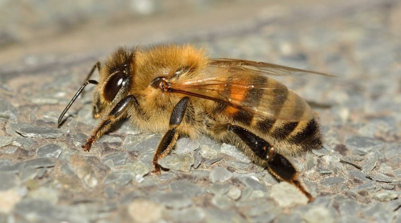 Apis mellifera