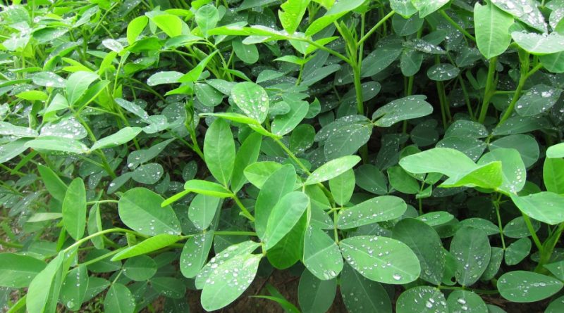 Arachis hypogaea