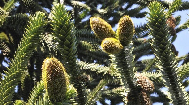 Araucaria araucana