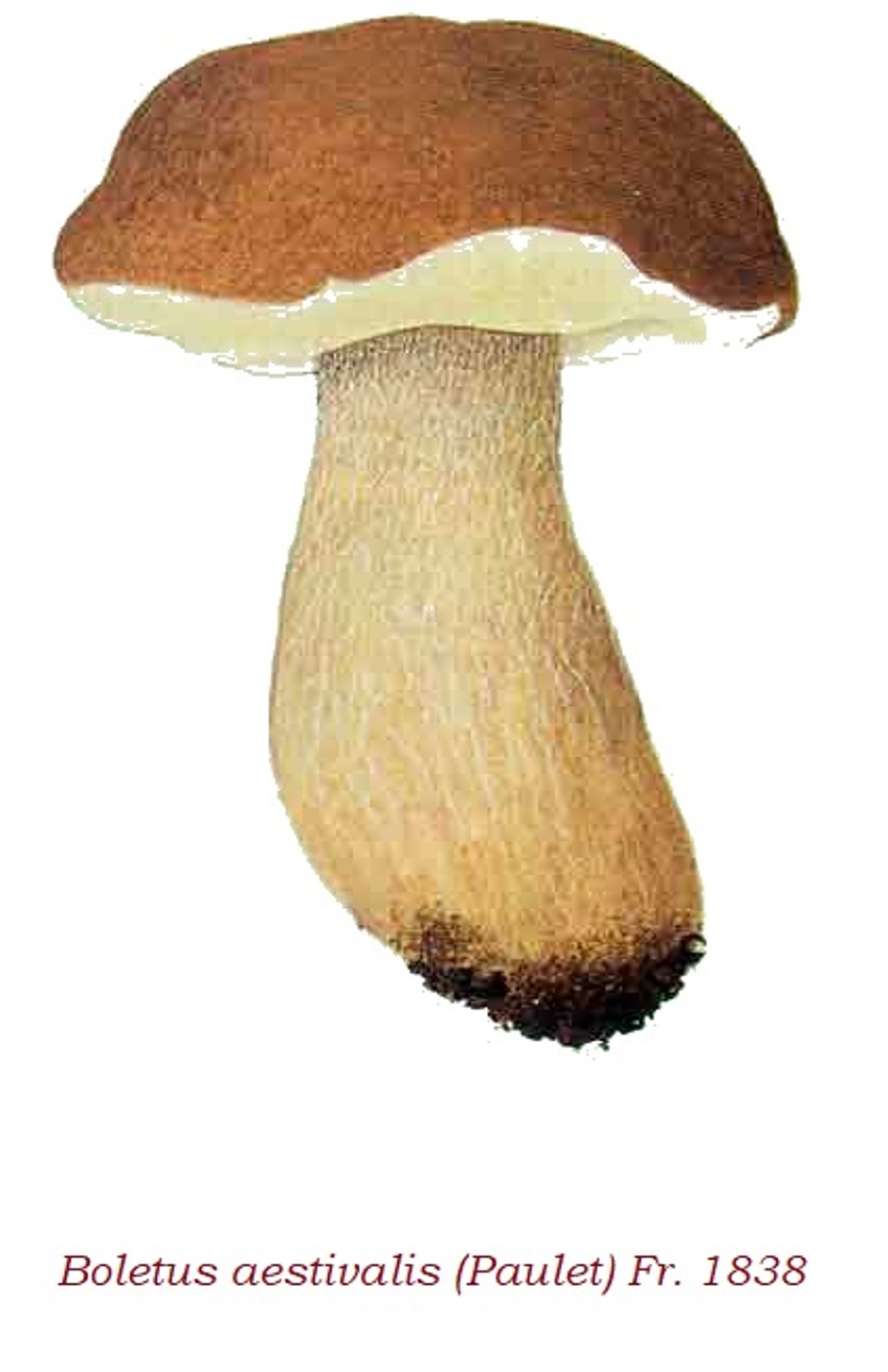 Boletus aestivalis Sistemática, Hábitat, Reconocimiento