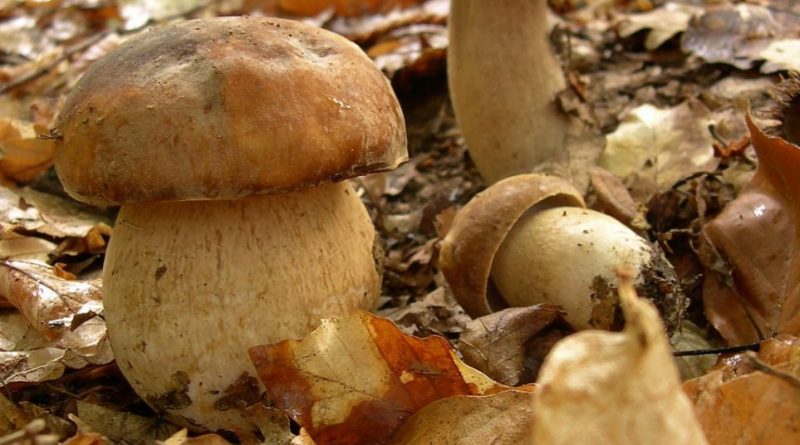 Boletus aestivalis