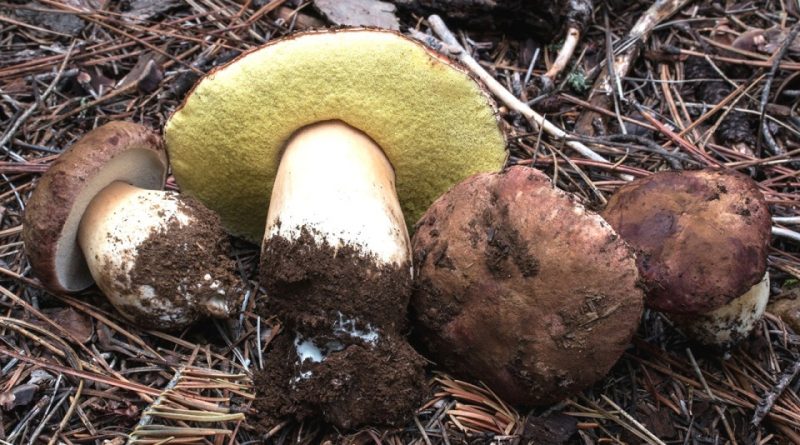 Boletus pinophilus