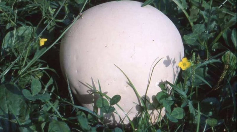 Calvatia gigantea