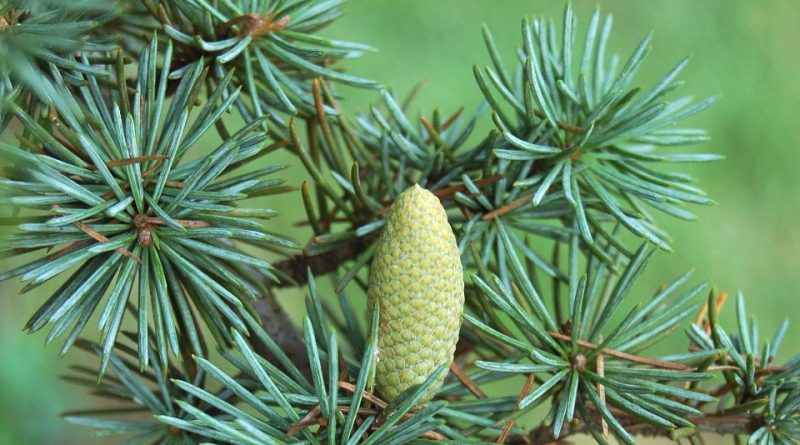 Cedrus atlantica