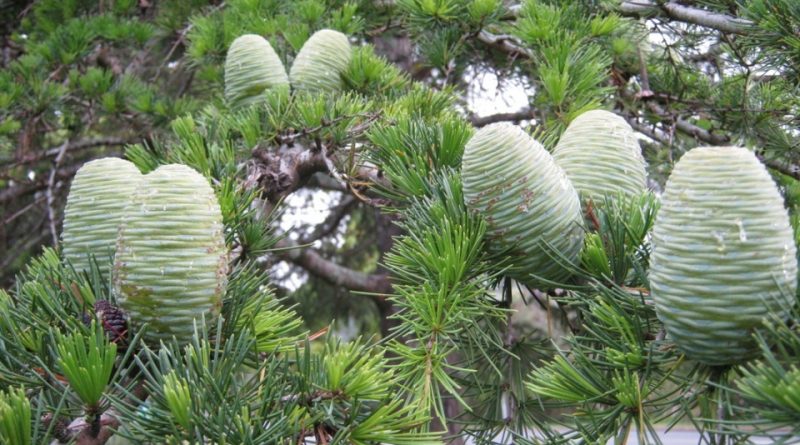 Cedrus deodara