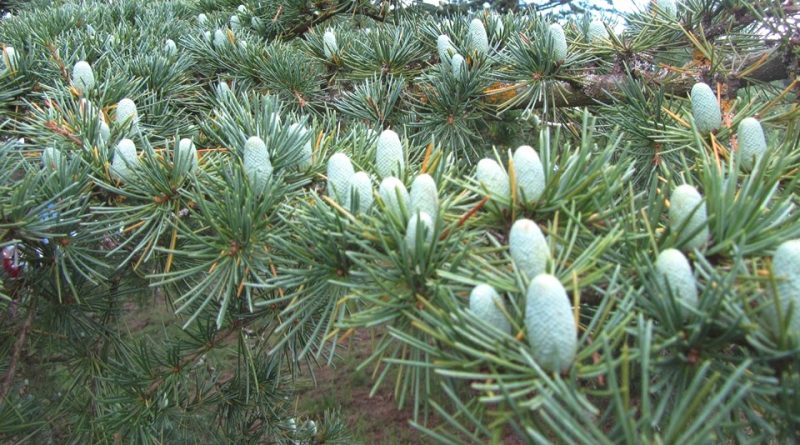 Cedrus libani