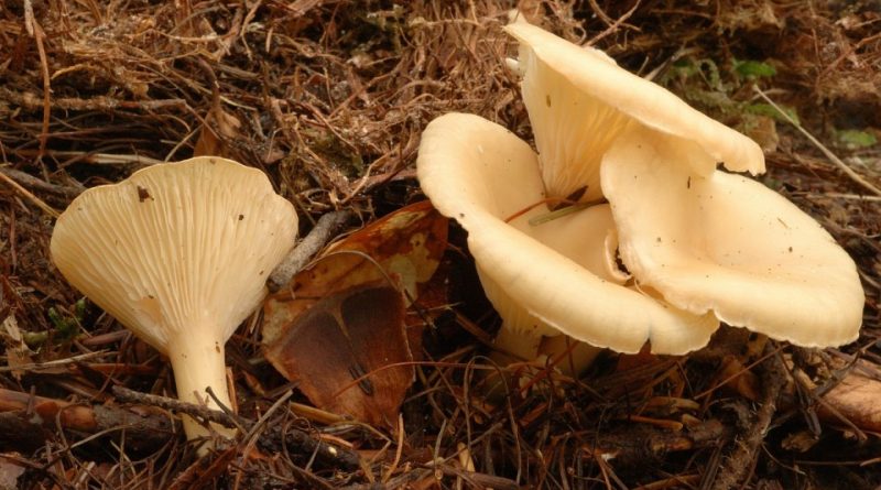 Clitocybe gibba