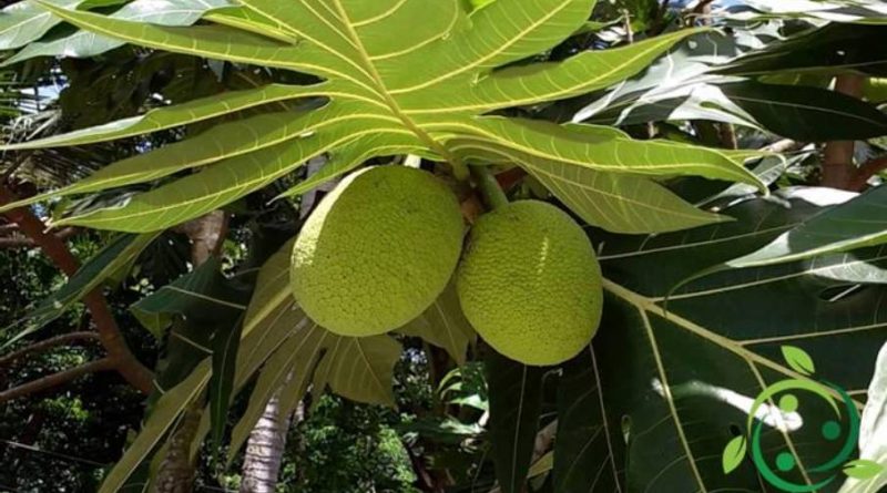 Come coltivare l’albero del pane