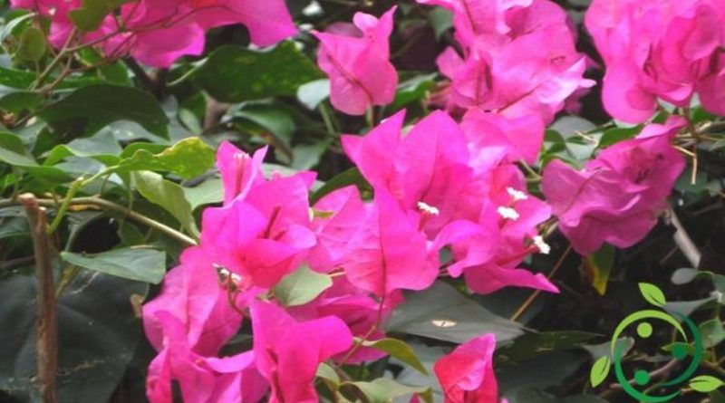 Come coltivare la Bougainvillea